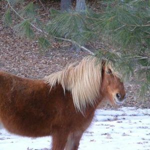 Meet your Posher, Jane